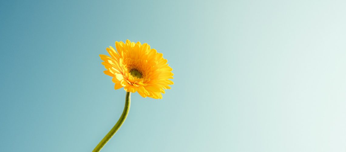 cameron-arksey-VZpHOl7j7Ek-unsplash